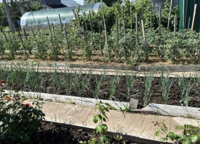 Зимняя подготовка сада: 7 полезных советов для здоровья растений