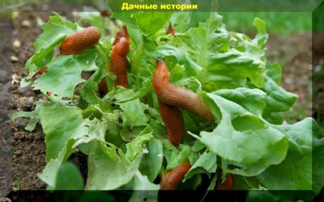 Как создать эффективную приманку для борьбы со слизнями своими руками