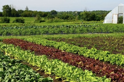 Когда грядка становится умной: Будущее сельского хозяйства