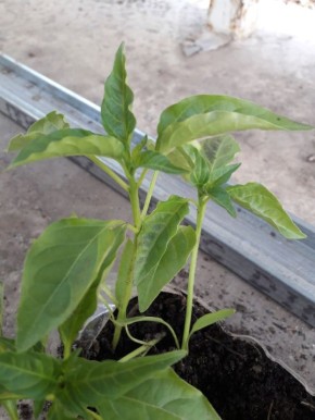 ��������� ������� �����: ������ ������ � ��������� �����������