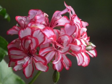 ��� ��������� ��������� ��������� ��� ������ � �������� �����