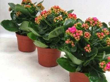 Каланхоэ Блоссфельда: как сделать его цветение настоящим шоу