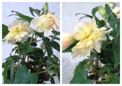 Как вырастить бегонию Беллеконию: от черенка до цветущего куста