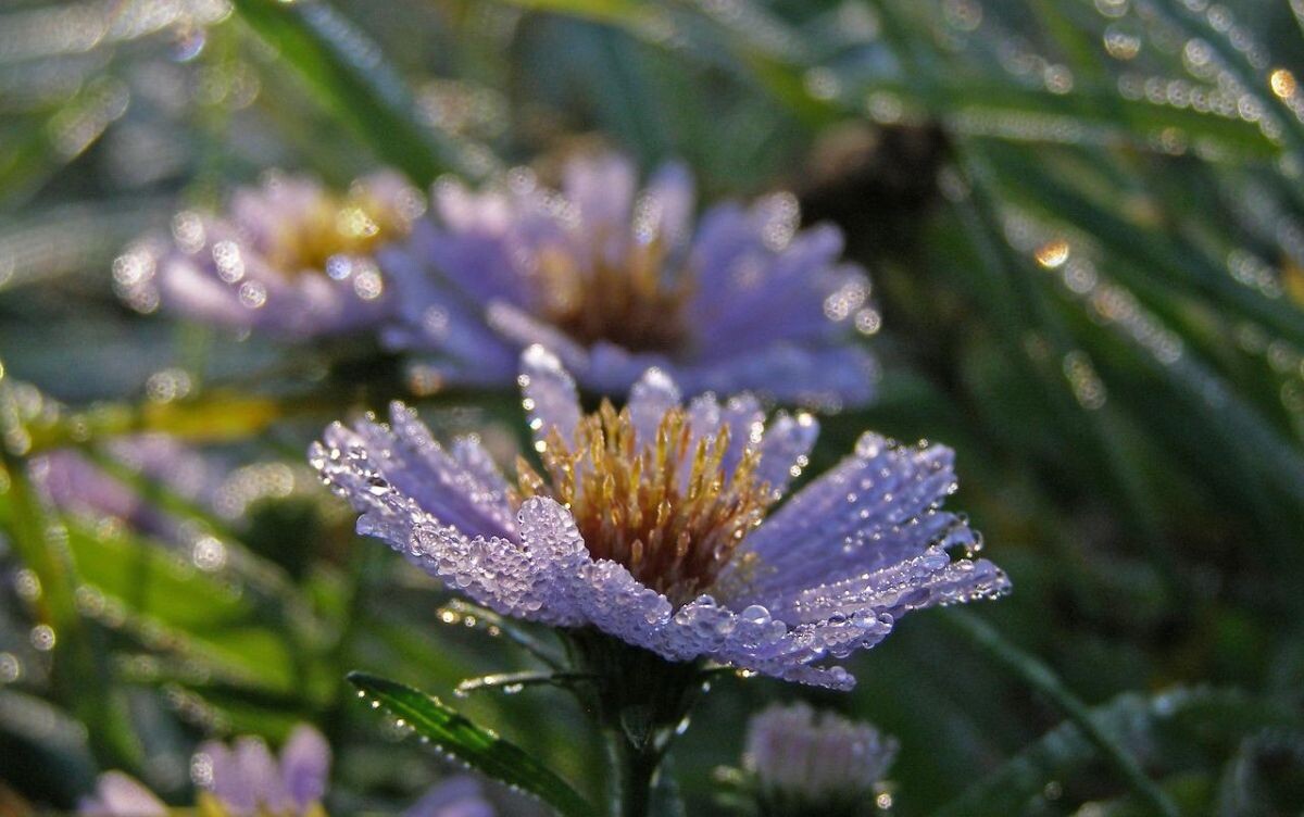 Как сохранить растения здоровыми в дождливую погоду: действенные советы