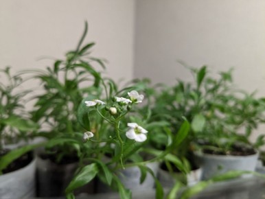 ��� �������� ������ � ����������� ��������: ��� ������� ��������