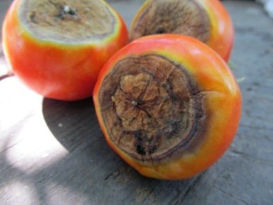 ��� �������� ��������� ����� �� �������: ������ ���������