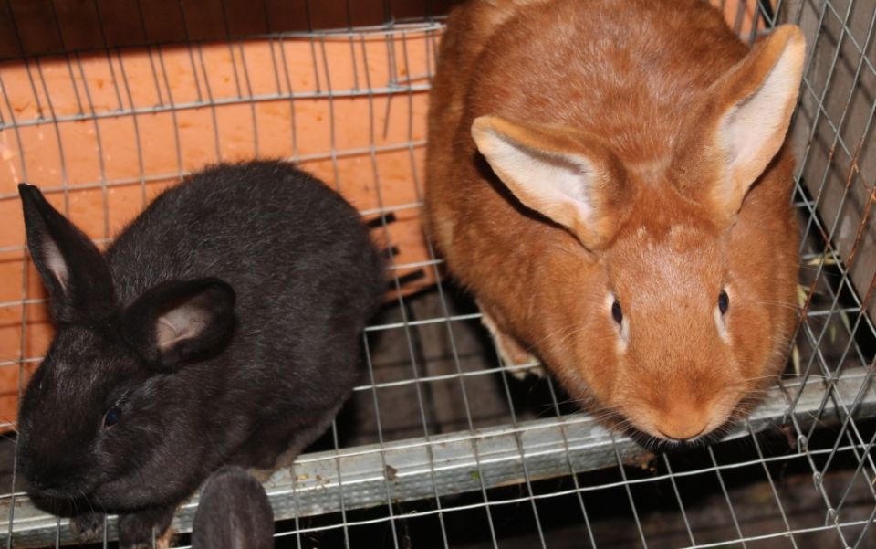 ��� ������� ��������� �������� ��� ���������� ����������: �������� �������