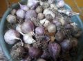 Омолаживаем чеснок: как вырастить посадочный материал из бульбочек