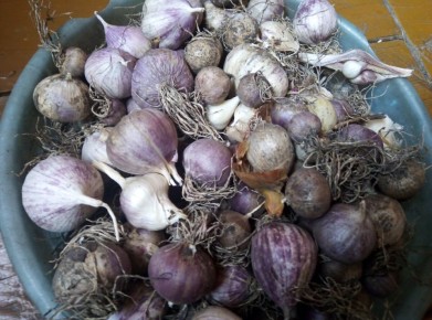 Омолаживаем чеснок: как вырастить посадочный материал из бульбочек