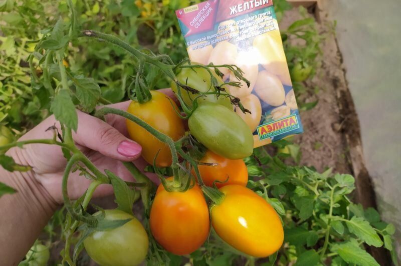 ��� ������� ��������� ������ ��� ��������� ������: ������ � ����������� �����