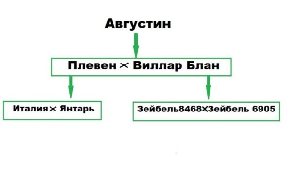 Виноградный сорт Августин: универсальный выбор для садоводов