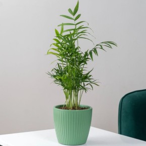 Топ-5 растений для вашего северного окна