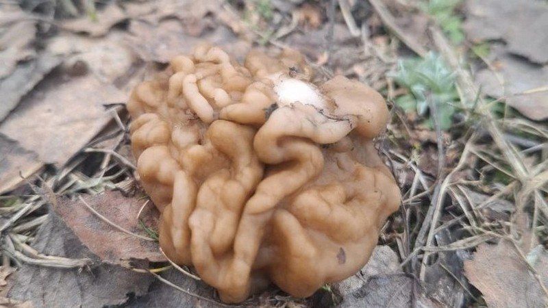 � ������������ ������ ������ �������� �������� �����