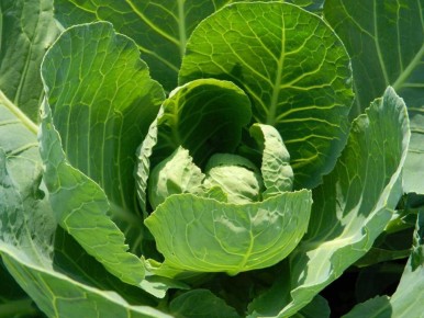 ����������� ������ ������ ������� �� �������