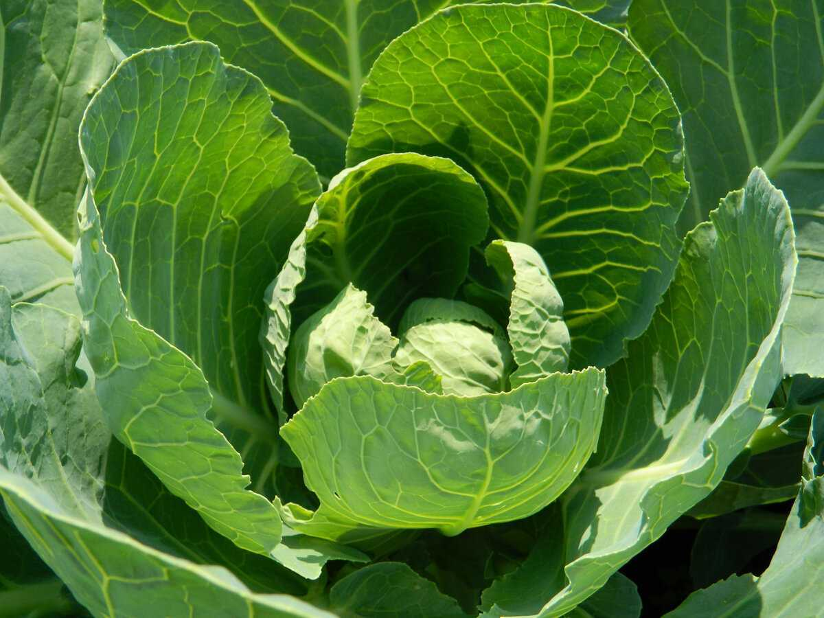 Эффективные методы защиты капусты от бабочек