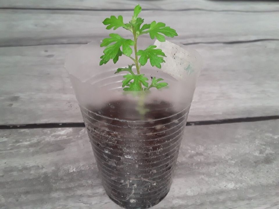 ���� ���� ������: ��� �������� �� ���� � �������