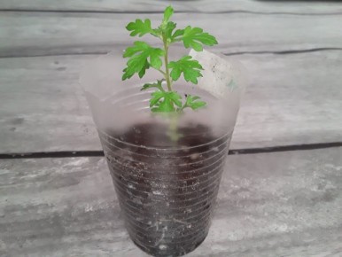 Пока зима уходит: чем заняться на даче в феврале