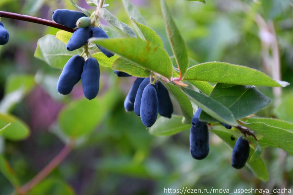 ����� ��������� ����� �� ����������: ���� ����� � �������� ������