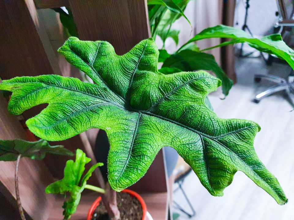 ��������� ��������, ������� ��� ������: ������������ ���������� ��� ��������� ���������