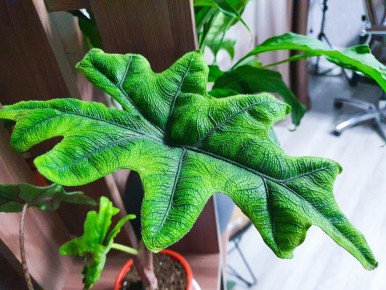 ��������� ��������, ������� ��� ������: ������������ ���������� ��� ��������� ���������