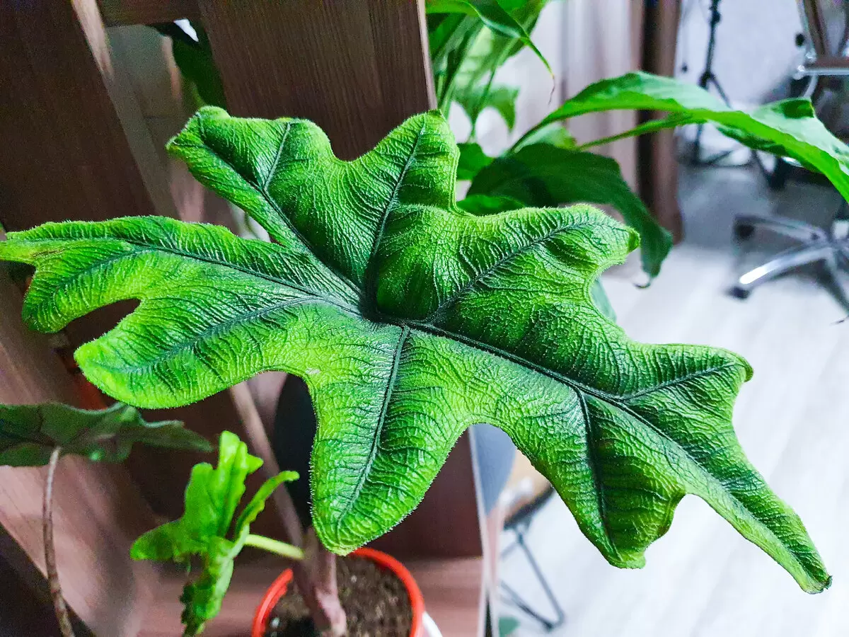 Комнатные растения, стоящие как машины: эксклюзивные экземпляры для настоящих ценителей