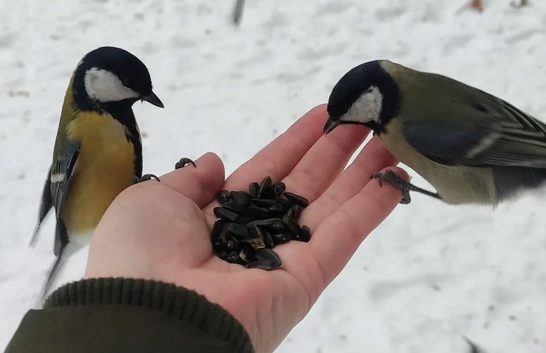 ������� ��� �������: ��� ������������ ��������� ������� �������� ������