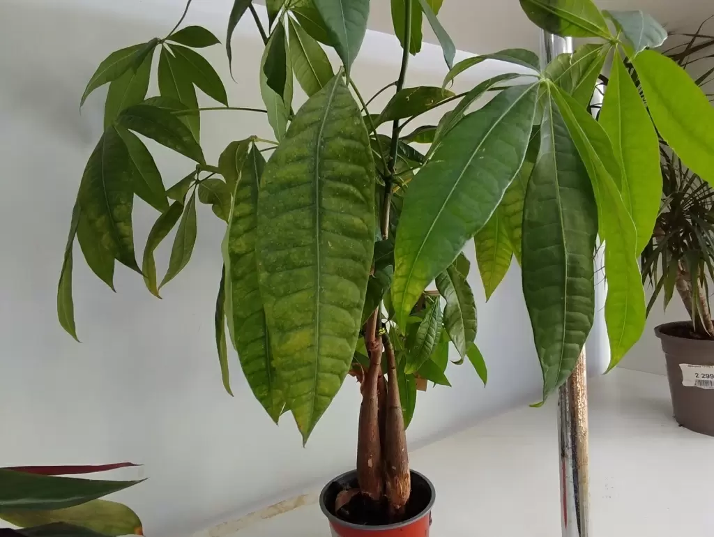 Пахира: виды, условия выращивания и уход