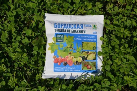 Обработка деревьев осенью: бордоская жидкость против заболеваний