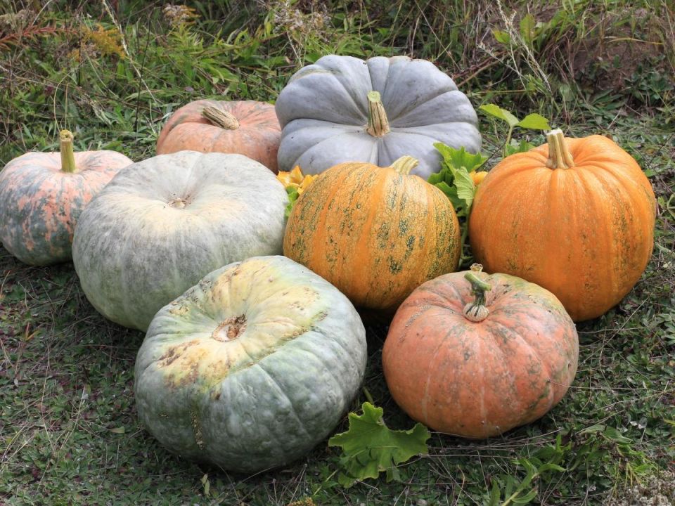 ������� �����: �������� ������ ����� ��� ������ �������