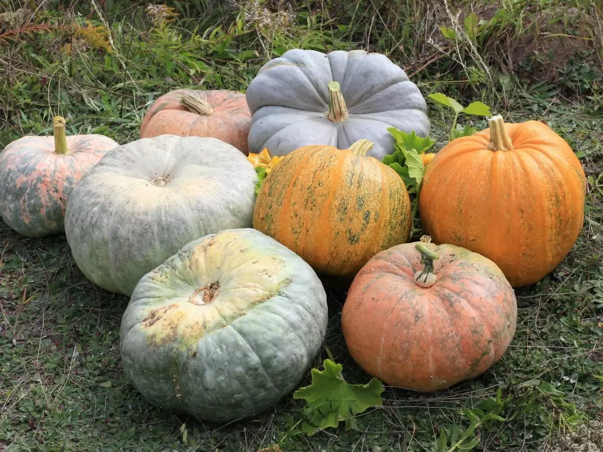 Сладкая тыква: выбираем лучшие сорта для вашего огорода