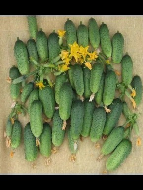 ������ �����������: ������ ������ � ������� ������������ � �������������� ������