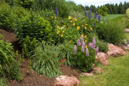 Как продлить лето: растения, которые цветут повторно осенью