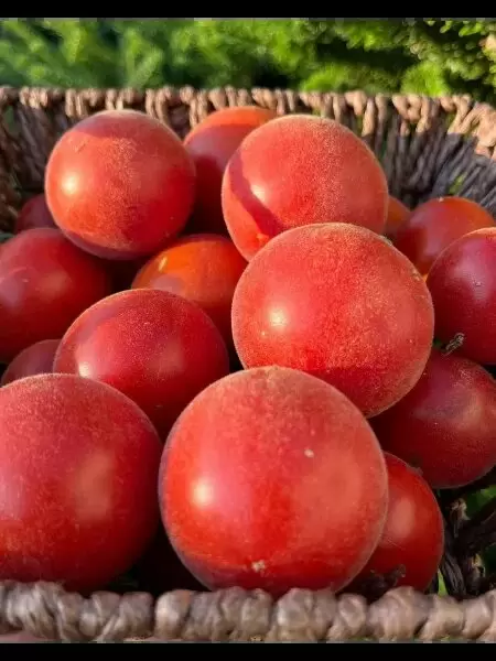 Томат покуса: новый фаворит огородников