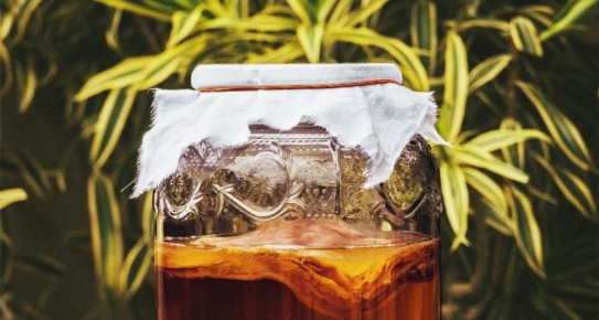 Чайный гриб: древний напиток с потенциалом и тайнами