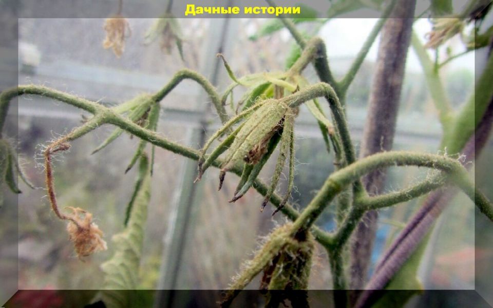 ������ ������ ������� �������: ������ �� ��������� ��� �������������� ������ ������