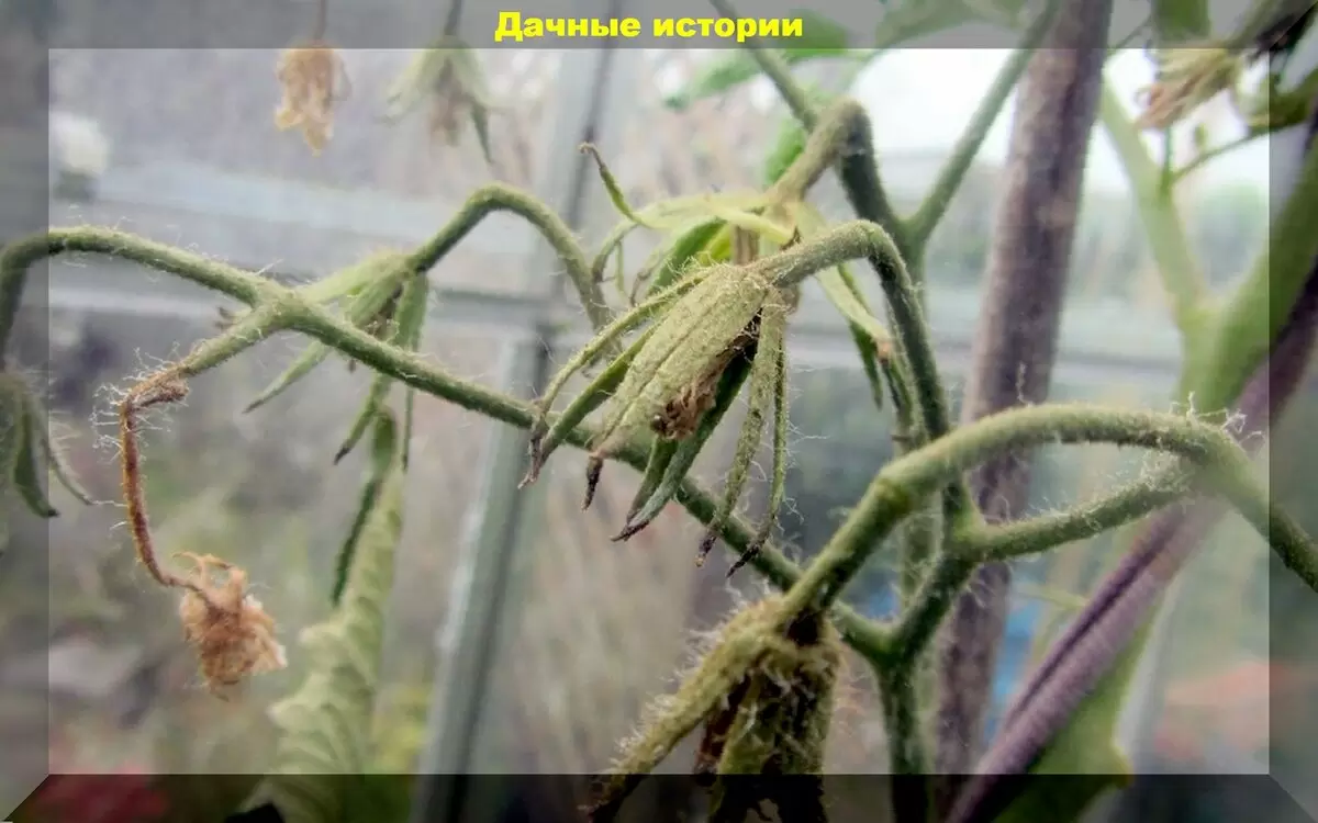 Почему завязи томатов опадают: советы по подкормке для предотвращения потерь урожая