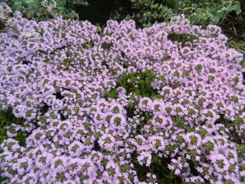 �������� �������������� ��������: ��� �������� ��� � ������ ����������