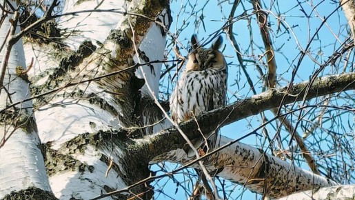 В Захарове уже две недели на одном и том же дереве, на одной и той же ветке сидит сова с характерными перьями на голове, напоминающими рожки