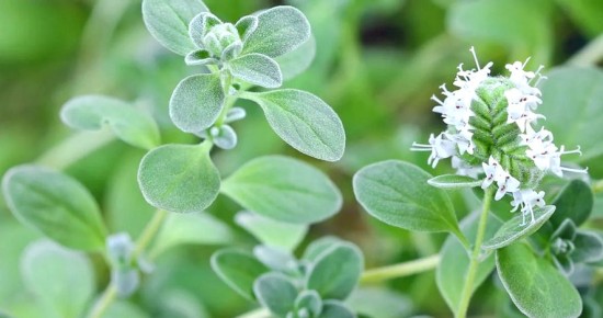 �������: ������ ���� � ���������� �������� �������