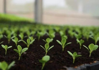 Лунный календарь садово-огородных работ с 11 по 17 апреля