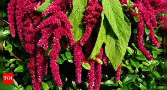 Амарант как забытое сокровище для кухни и сада