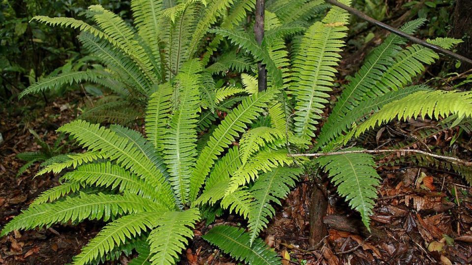 ���������� �� ����: ��� ����� ����� ����� ��������