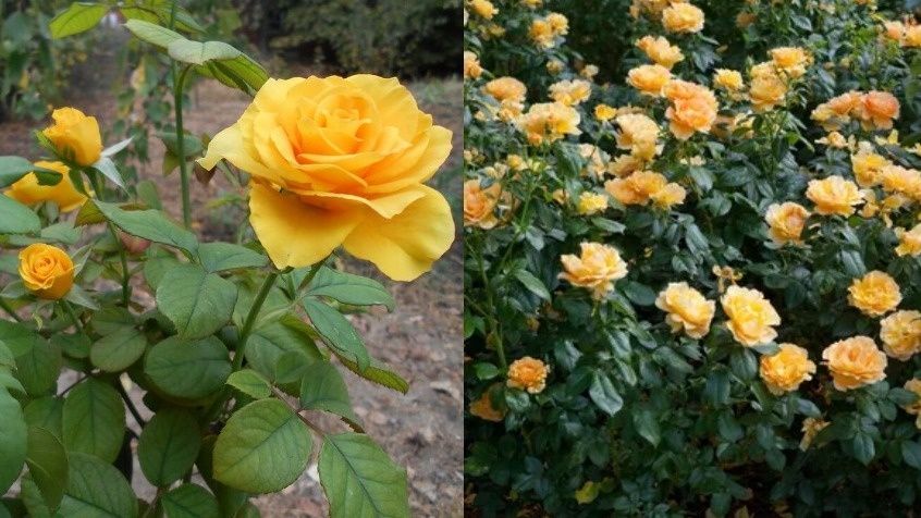 ������� ��������� ���������� ���: ��� �������� ������������ ����������� ��� �������