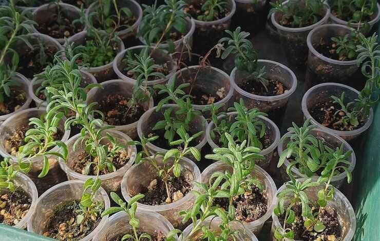 ������ �������� ����� ������� �� ������: ������� ��������� ������