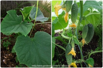 Почему ваши огурцы в теплице увядают? Причины и решения