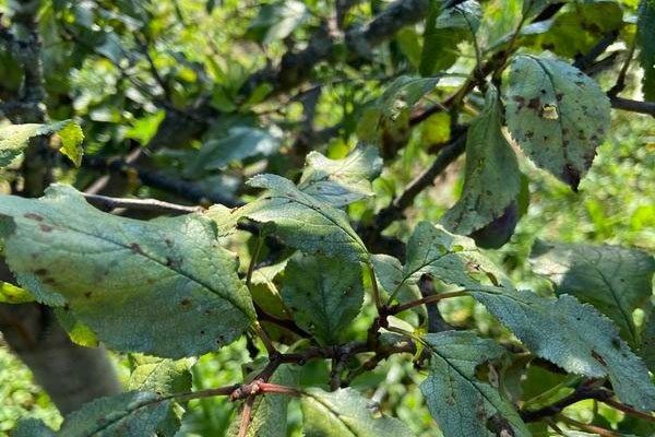 ������ ����� �� ����������? ��������� �������� ������� � �������