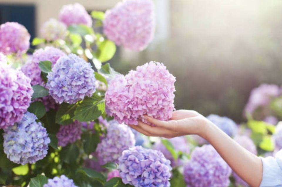 ���������: ������� �������� ��������� ��� ������� ��������