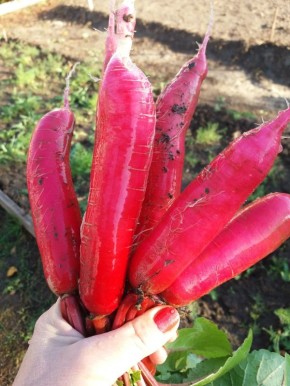 Редис размером с редьку: как вырастить 'Красный великан' без хлопот