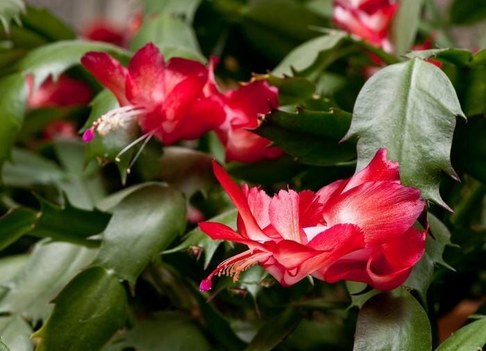 ��� ��������� ������������� ���������� ��� ������ �������� �����