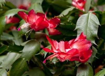 Как правильно подкармливать декабриста для яркого цветения зимой